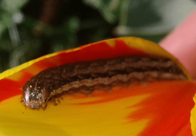 Noctuidae: bruco di Noctua comes